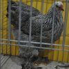 Erfolgreiche Tiere