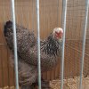Erfolgreiche Tiere